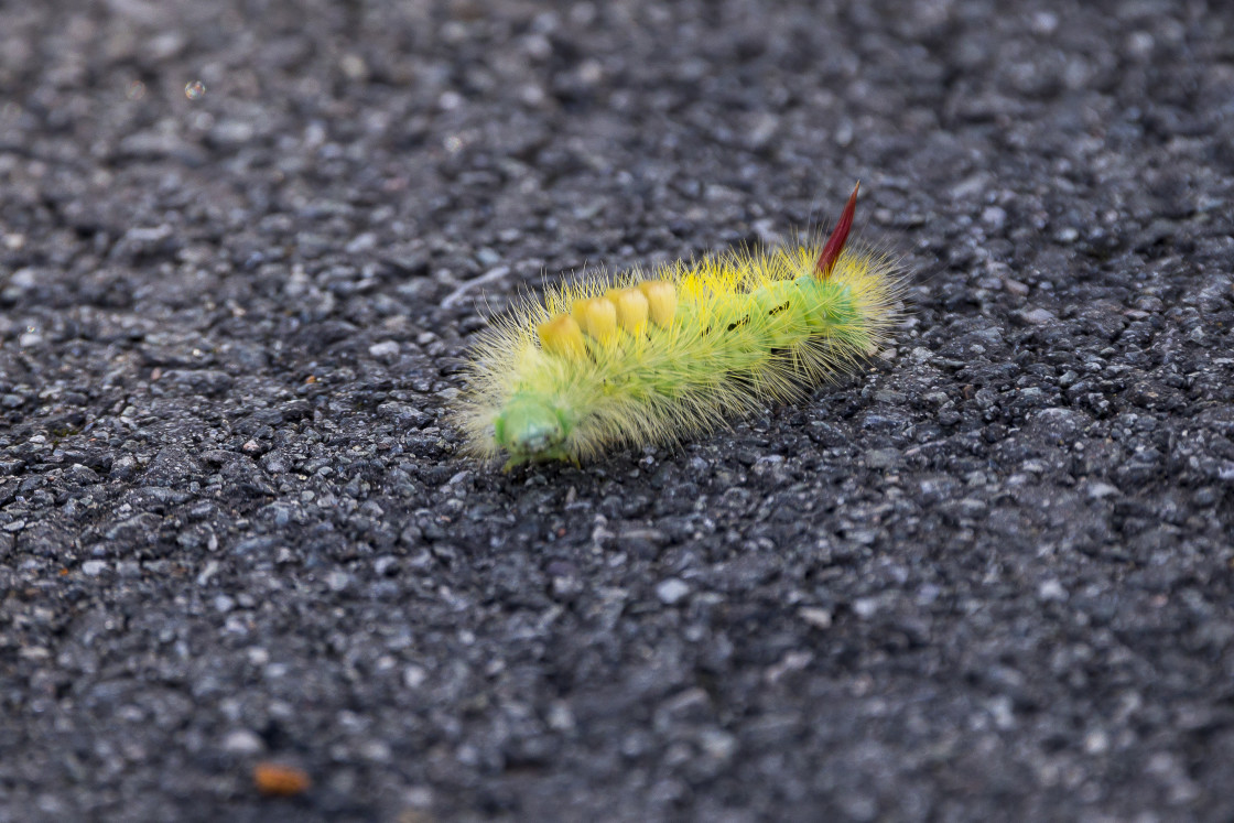 "Pale Tussock Caterpillar" by Gordon England - $12.59 "Pale Tussock Caterpillar" stock image