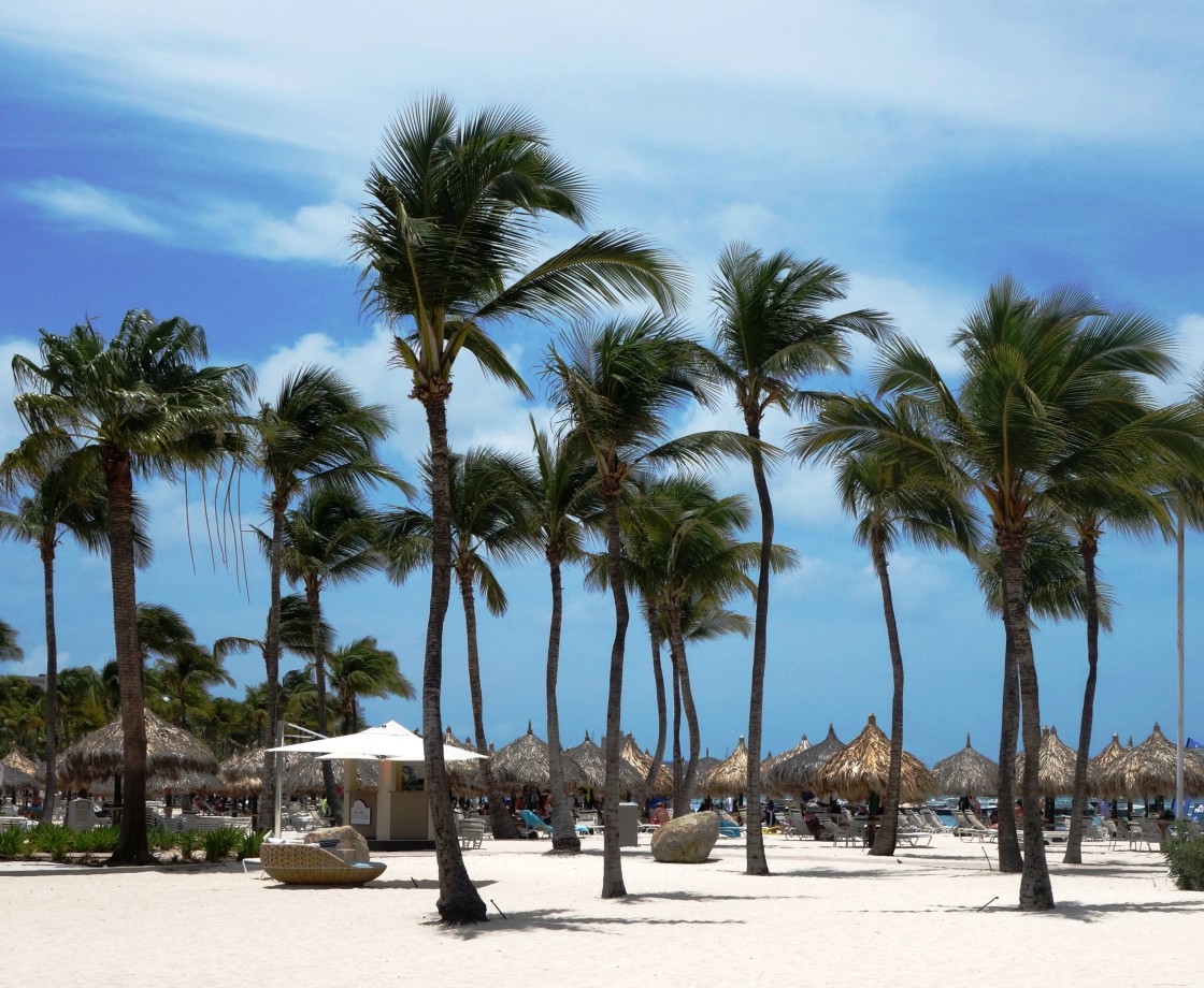 "Aruba Palms" stock image