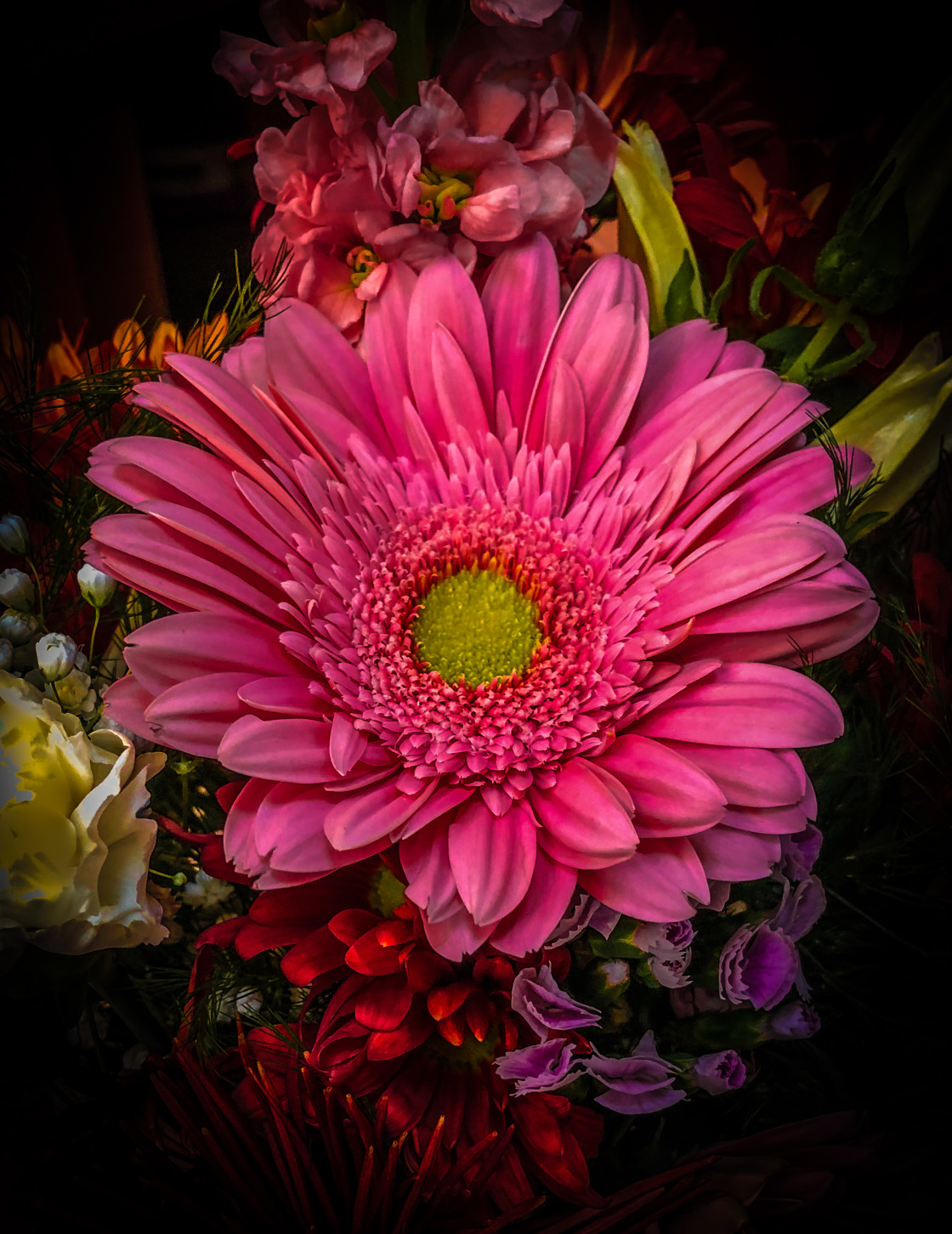 "Pink Gerbera" stock image