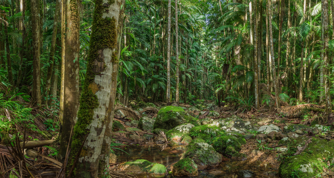 "Sub-tropical Rainforest" stock image