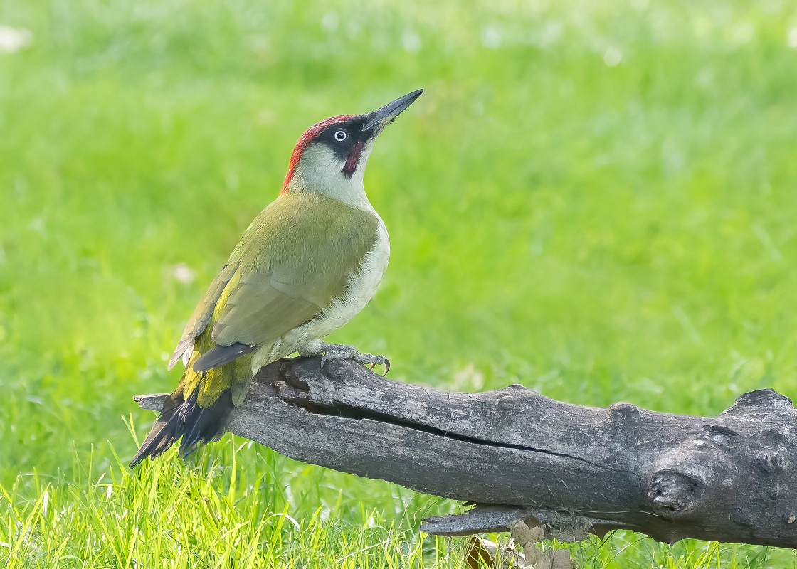 "Green Woodpecker, Male" stock image