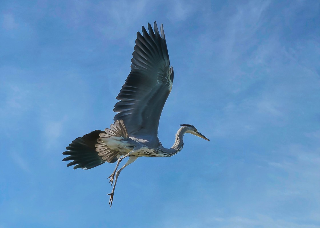 "The Dancing Heron" stock image