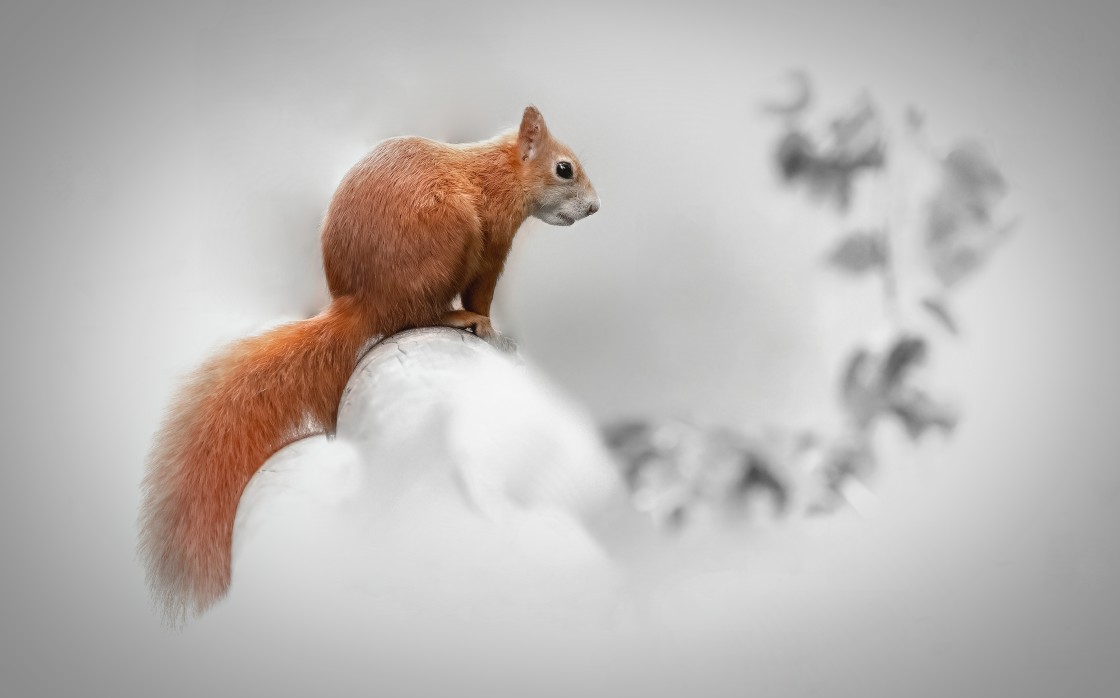 "Beautiful Red Squirrel" stock image