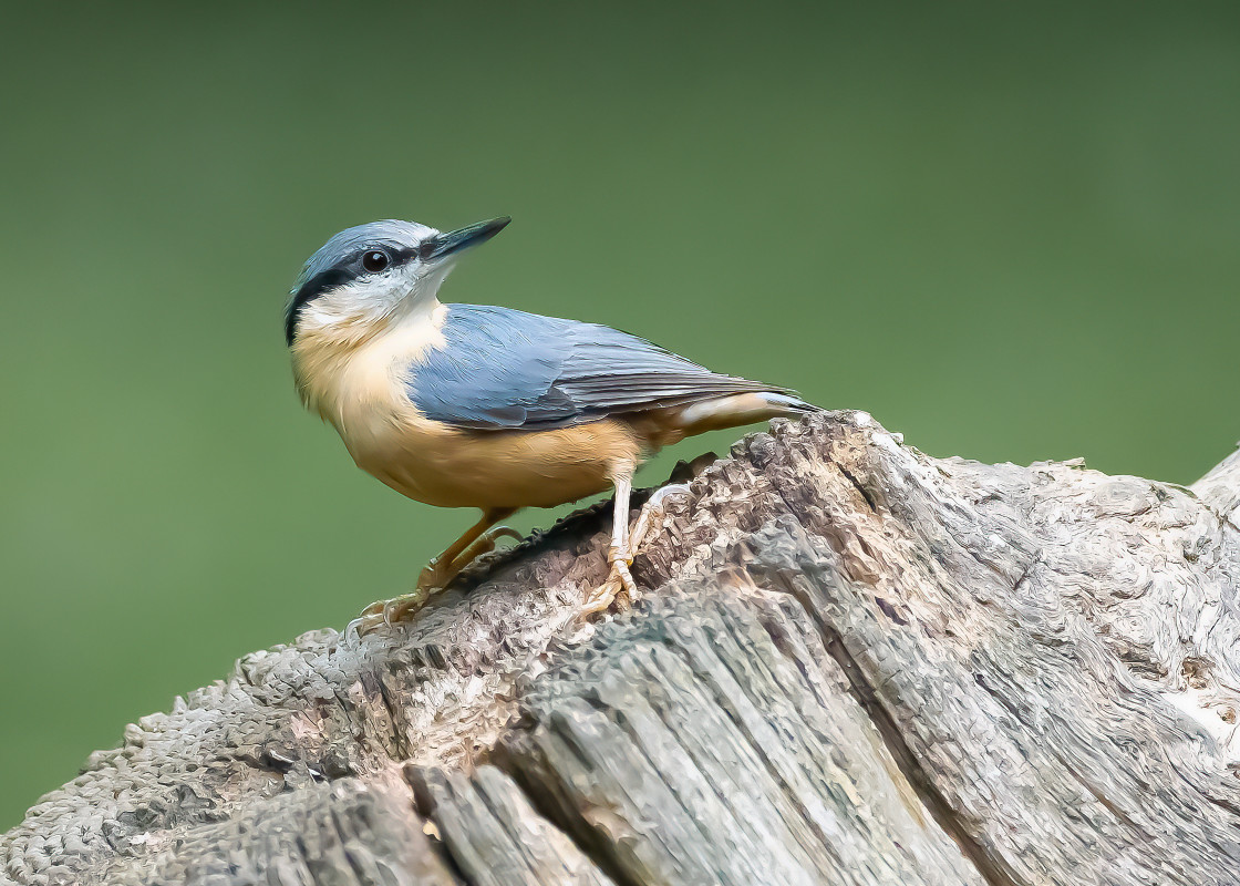 "Nuthatch" stock image