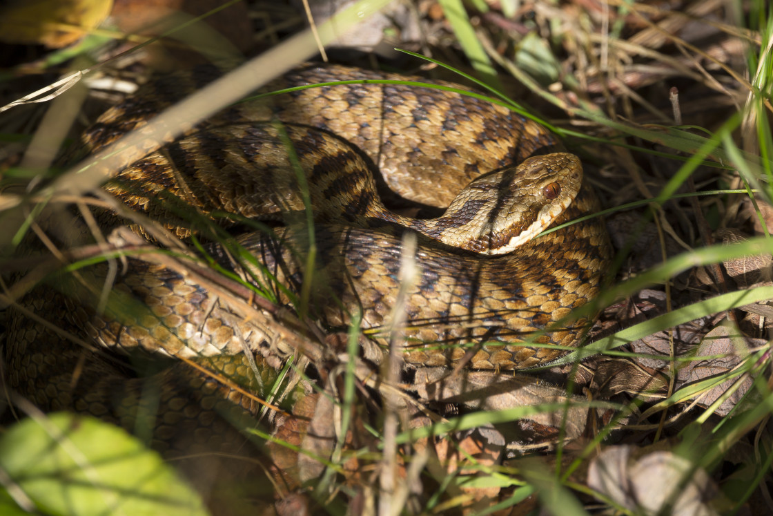 "Vipera berus" by Gordon England - $12.56 "Vipera berus" stock image