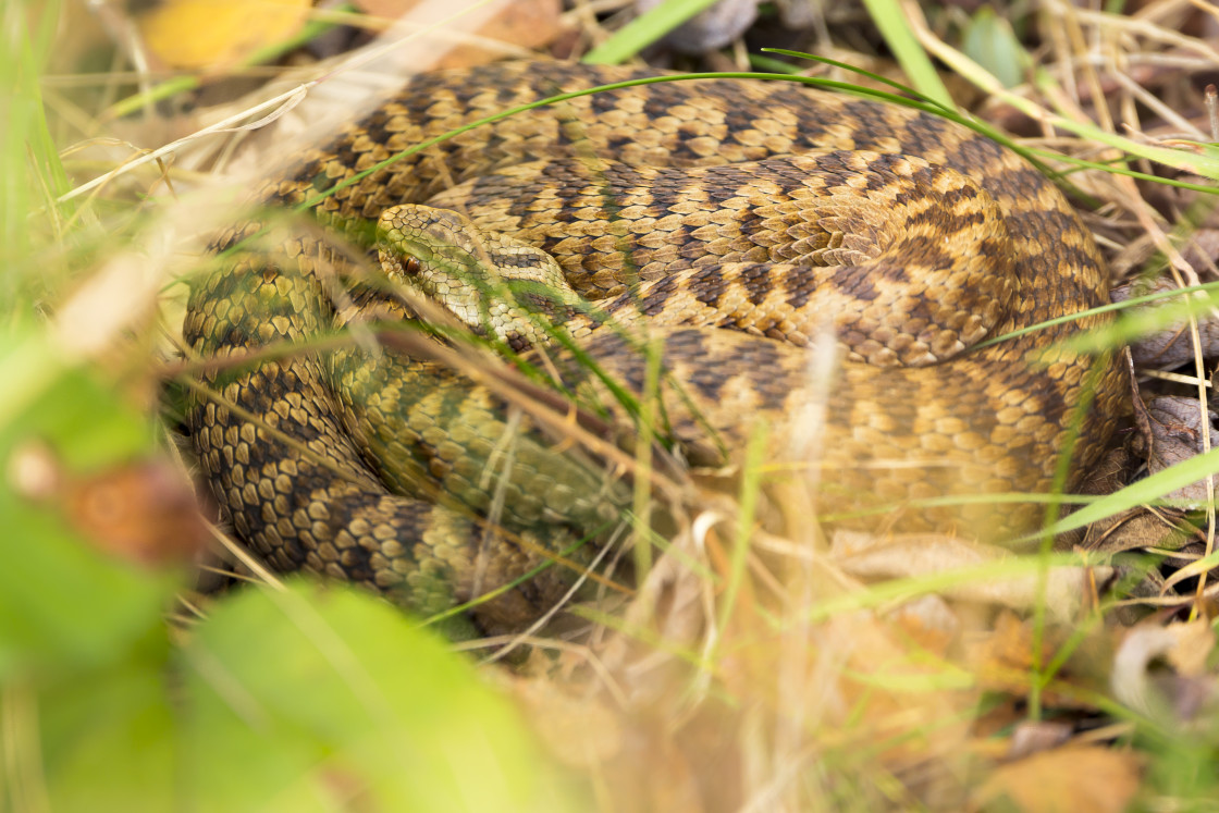 "Vipera berus" by Gordon England - $12.56 "Vipera berus" stock image