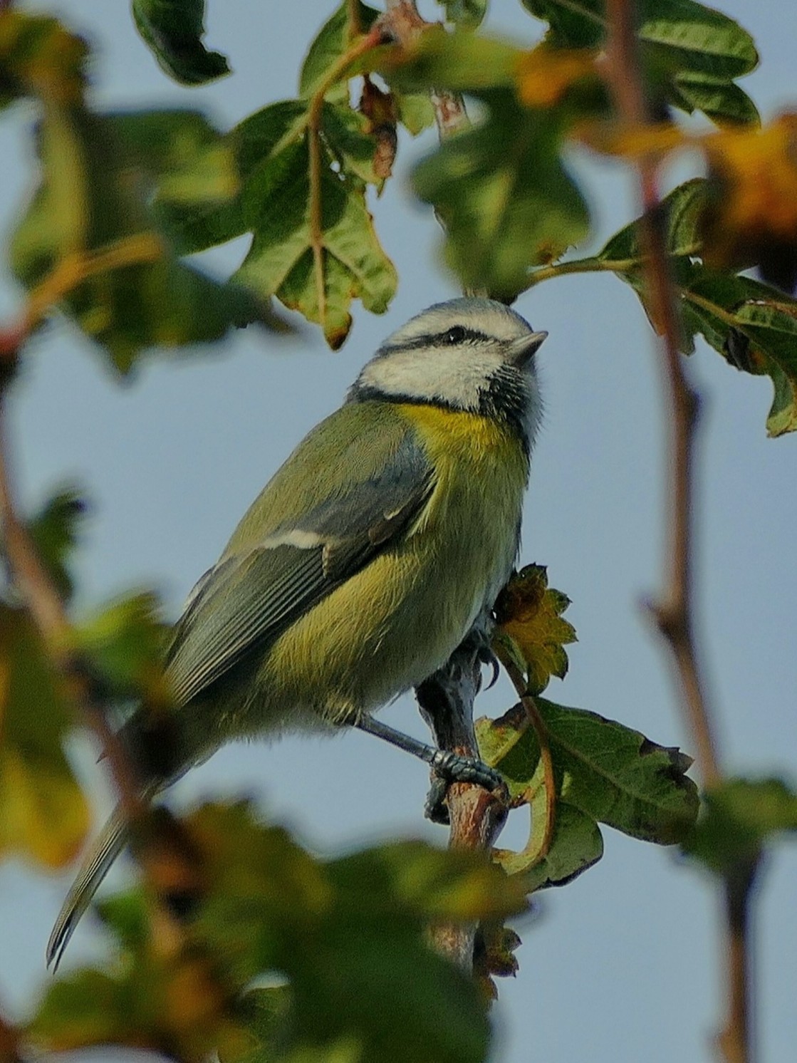 "In the treetops" stock image