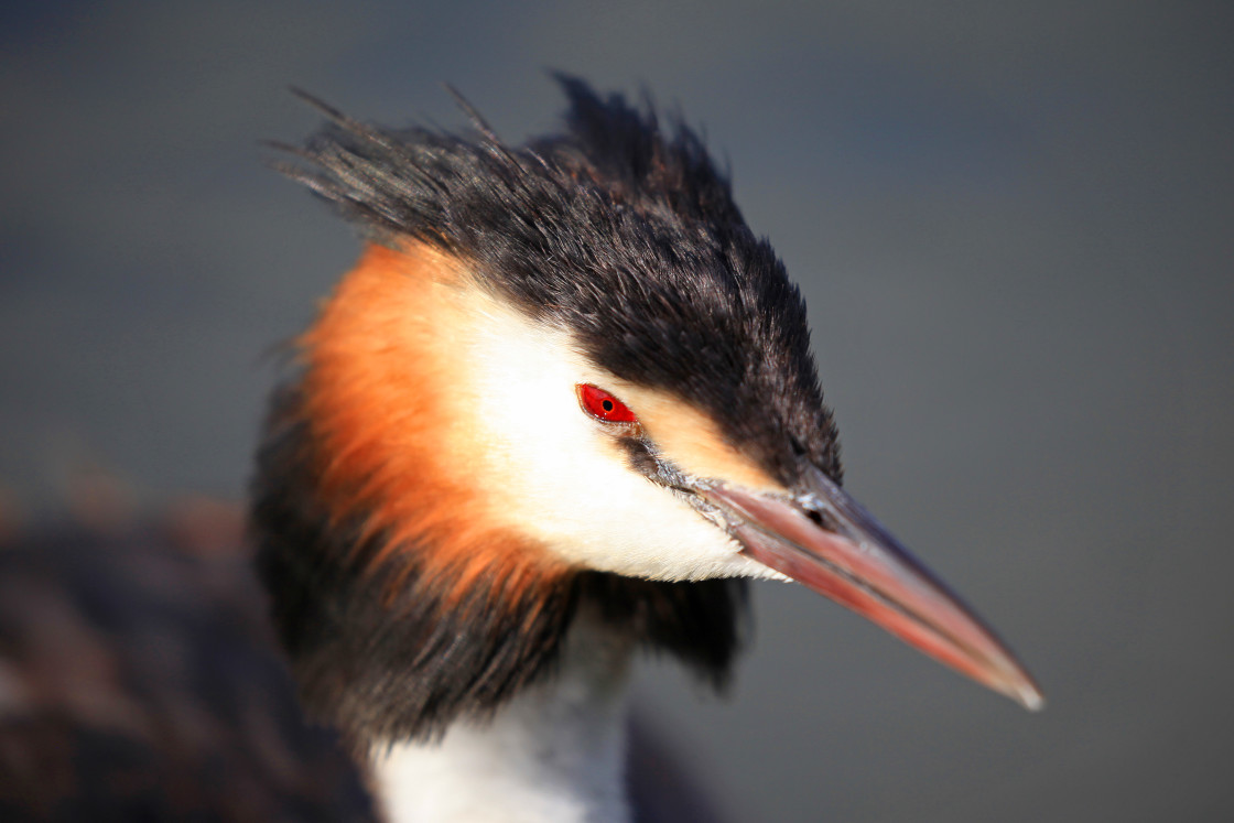 "Great Crested Grebe" stock image