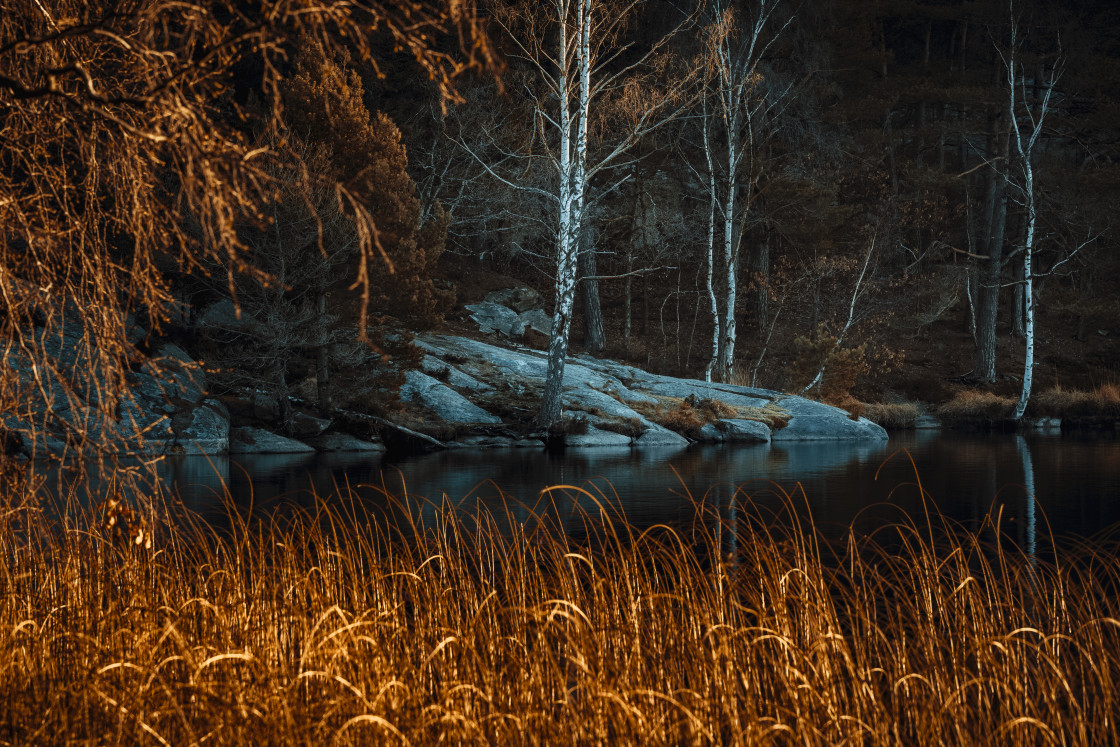 "Reeds in front of lake" stock image