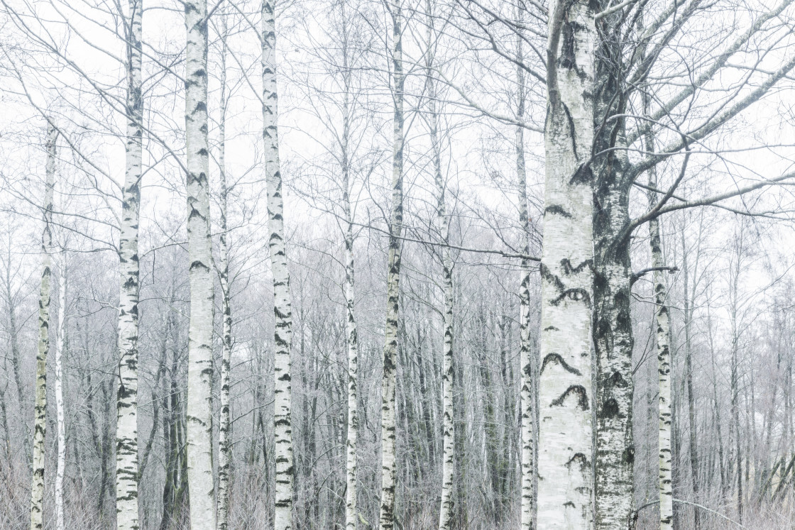 "Birch trees in a row" stock image