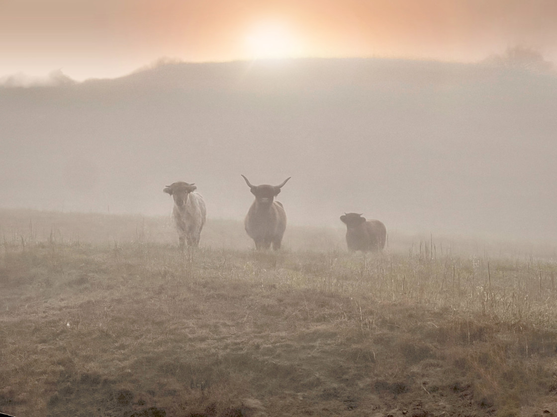 "Highland cows" stock image