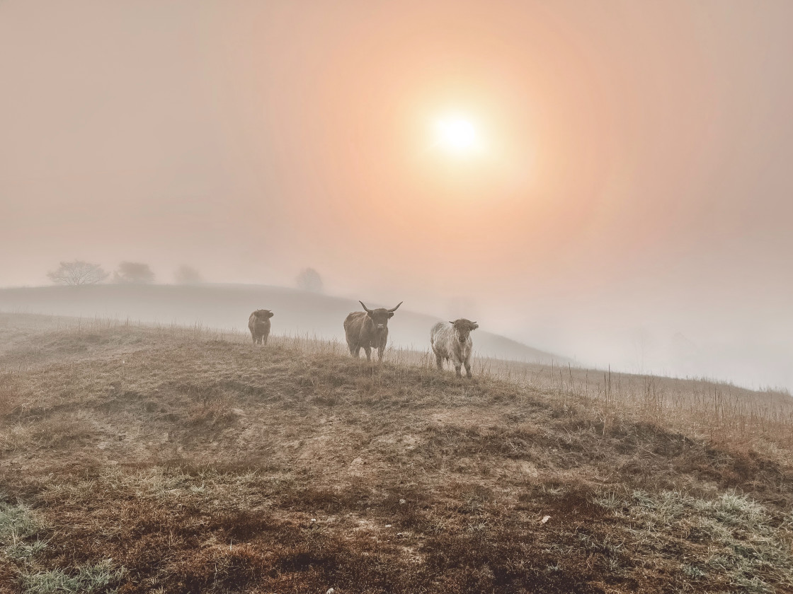 "Highland cows" stock image