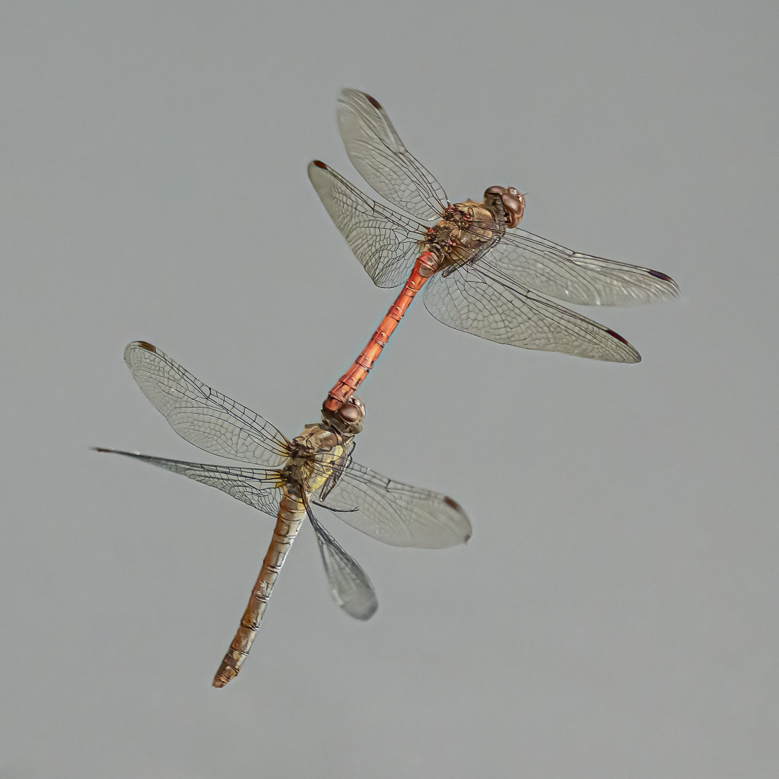 "Mating Damselflies" stock image