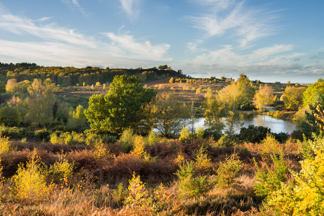 "Autumn Sun Glancing Heathland" by Gordon England - $12.71 "Autumn Sun Glancing Heathland" stock image