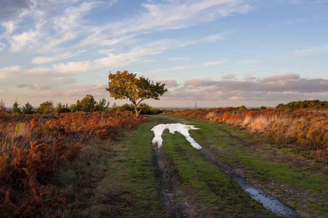 "Autumn Sun Glancing Heathland" by Gordon England - $12.55 "Autumn Sun Glancing Heathland" stock image