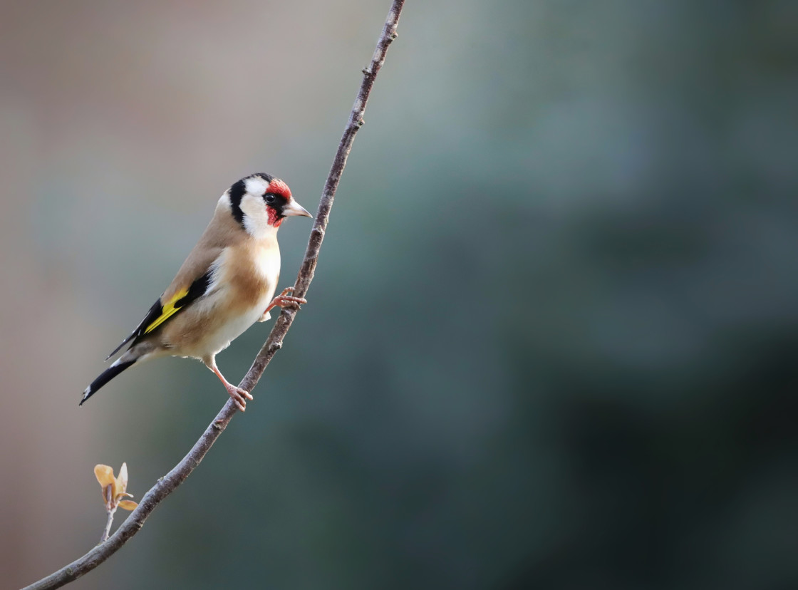 "Goldfinch" stock image