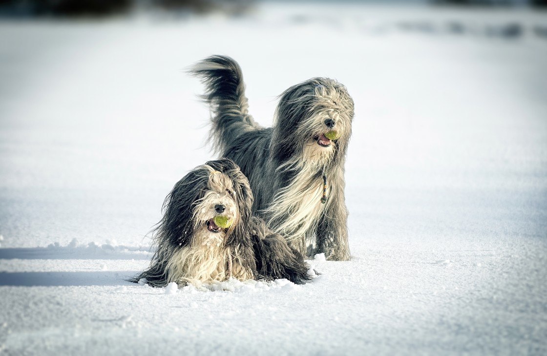 "It's Snow Fun" stock image