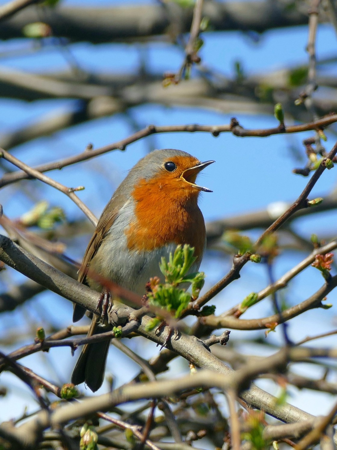 "Rockin' Robin" stock image