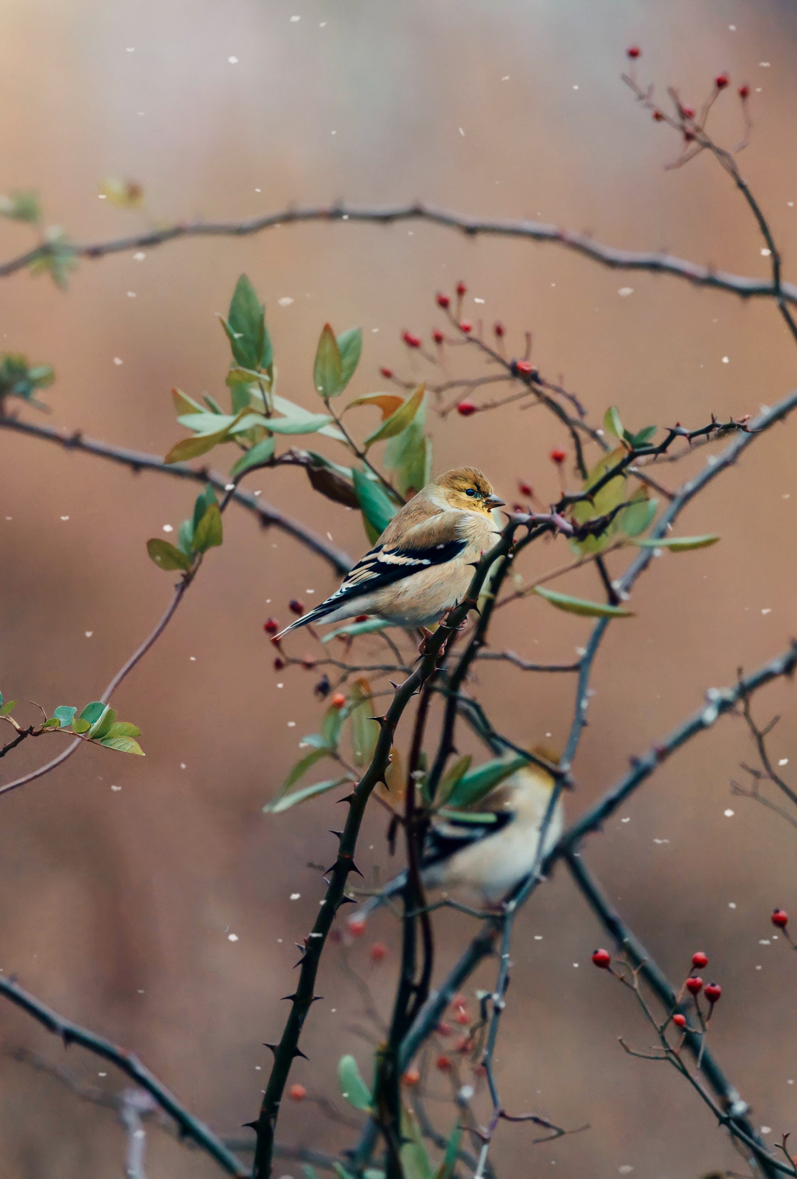 "Goldfinch" stock image