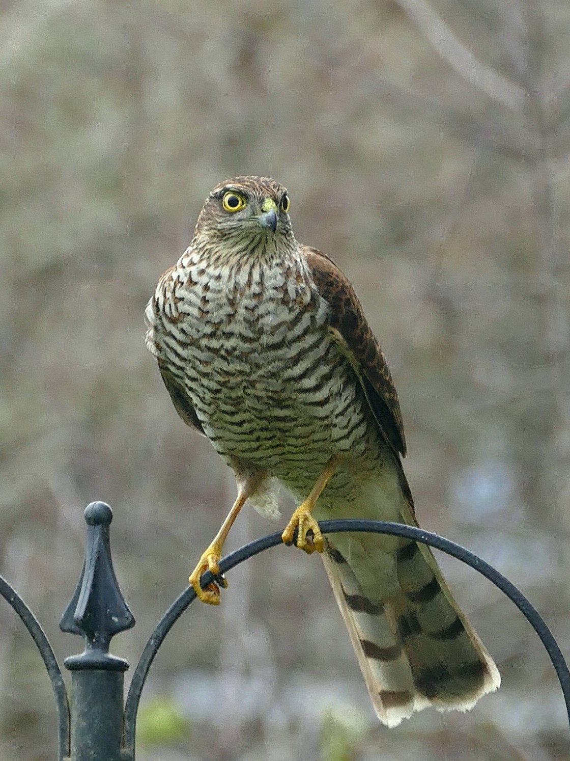 "Hungry Hawk" stock image