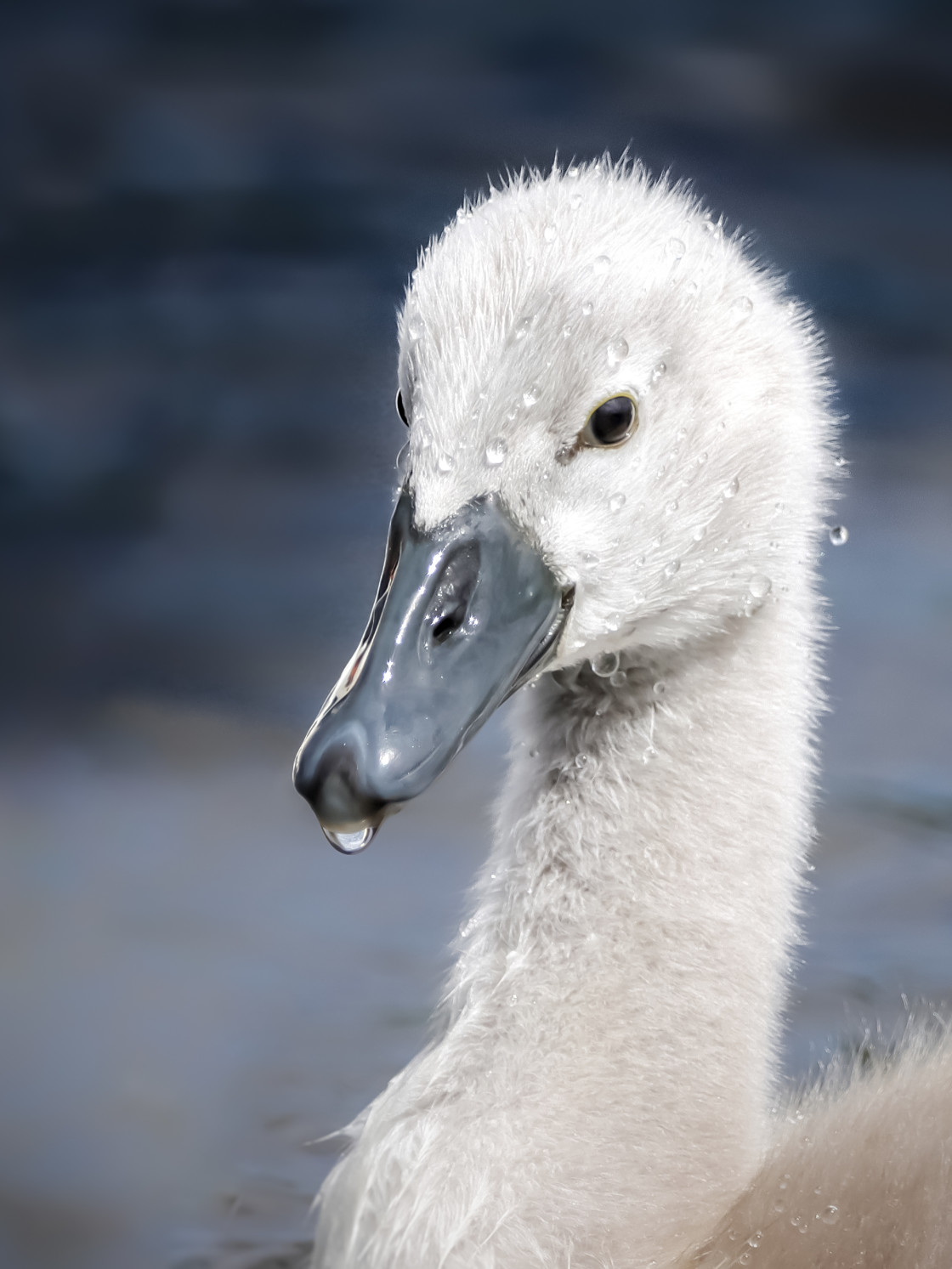 "Swan Cygnet" stock image