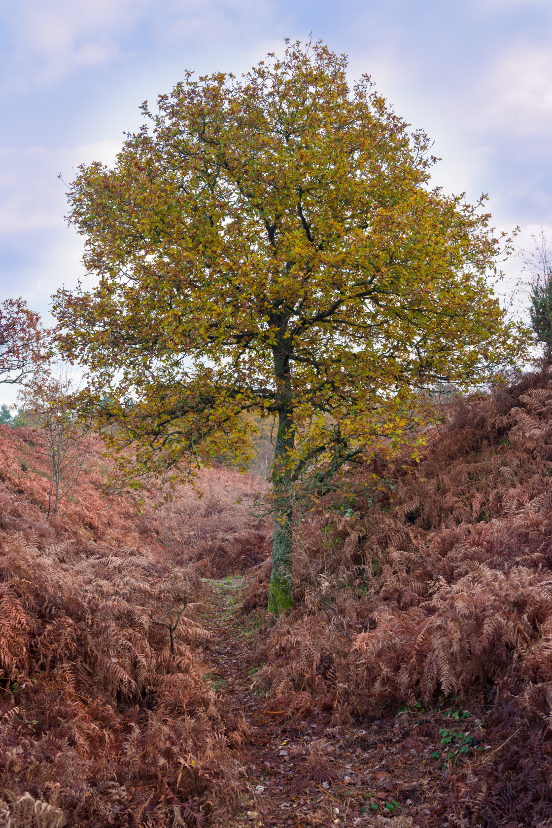 "Autumnal Oak Tree" by Gordon England - $12.59 "Autumnal Oak Tree" stock image