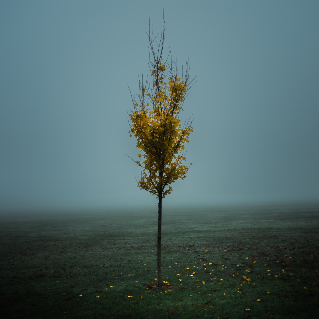 "Tree in fog" stock image