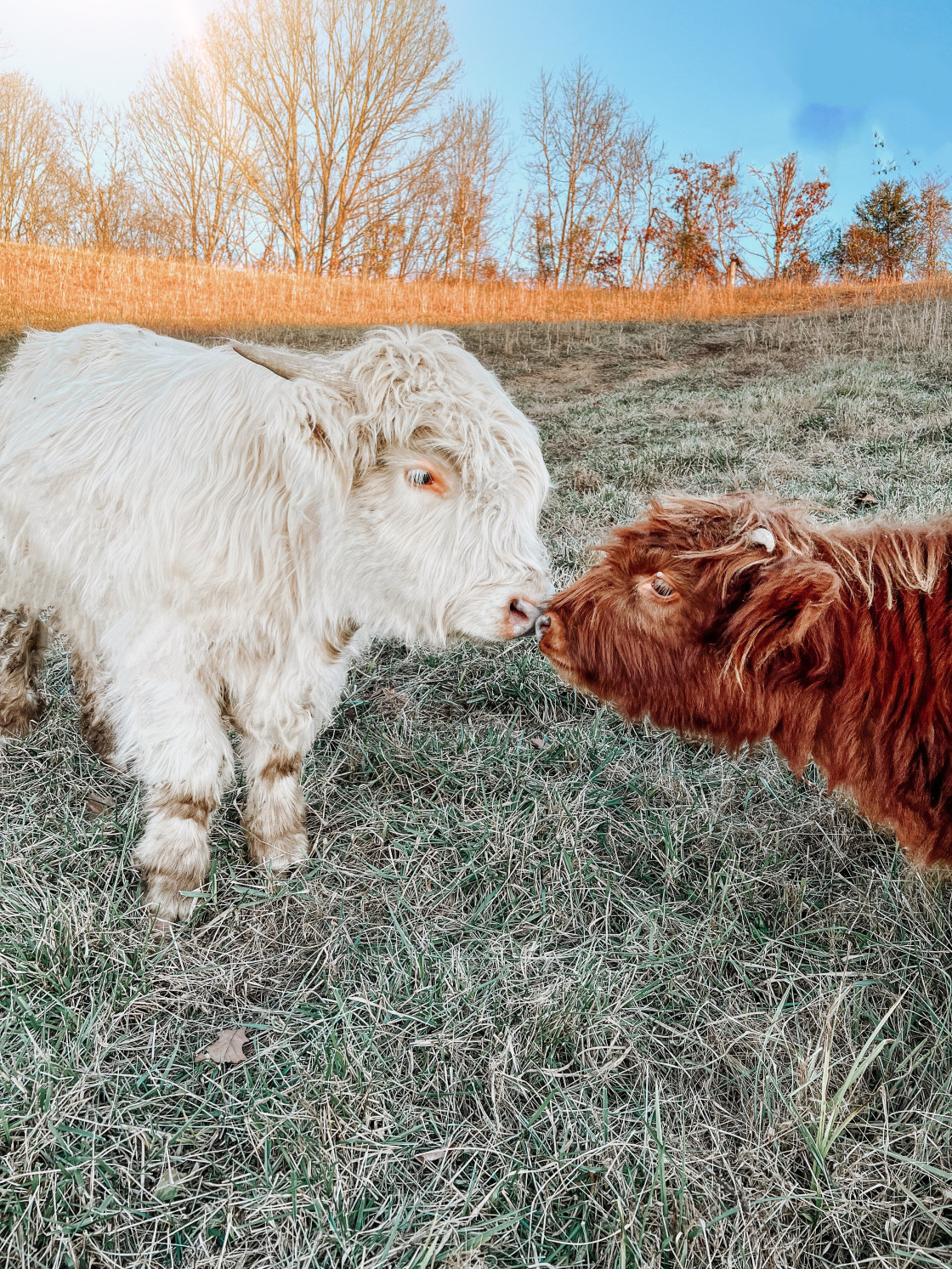 "Highland cows kissing" stock image