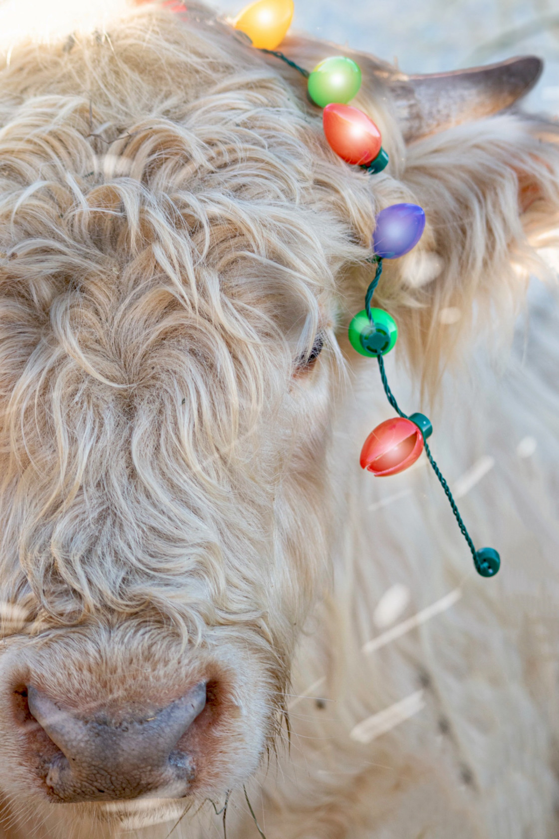 "Highland Bull" stock image