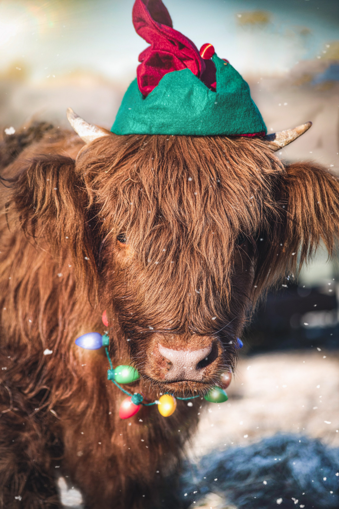 "Highland cow" stock image