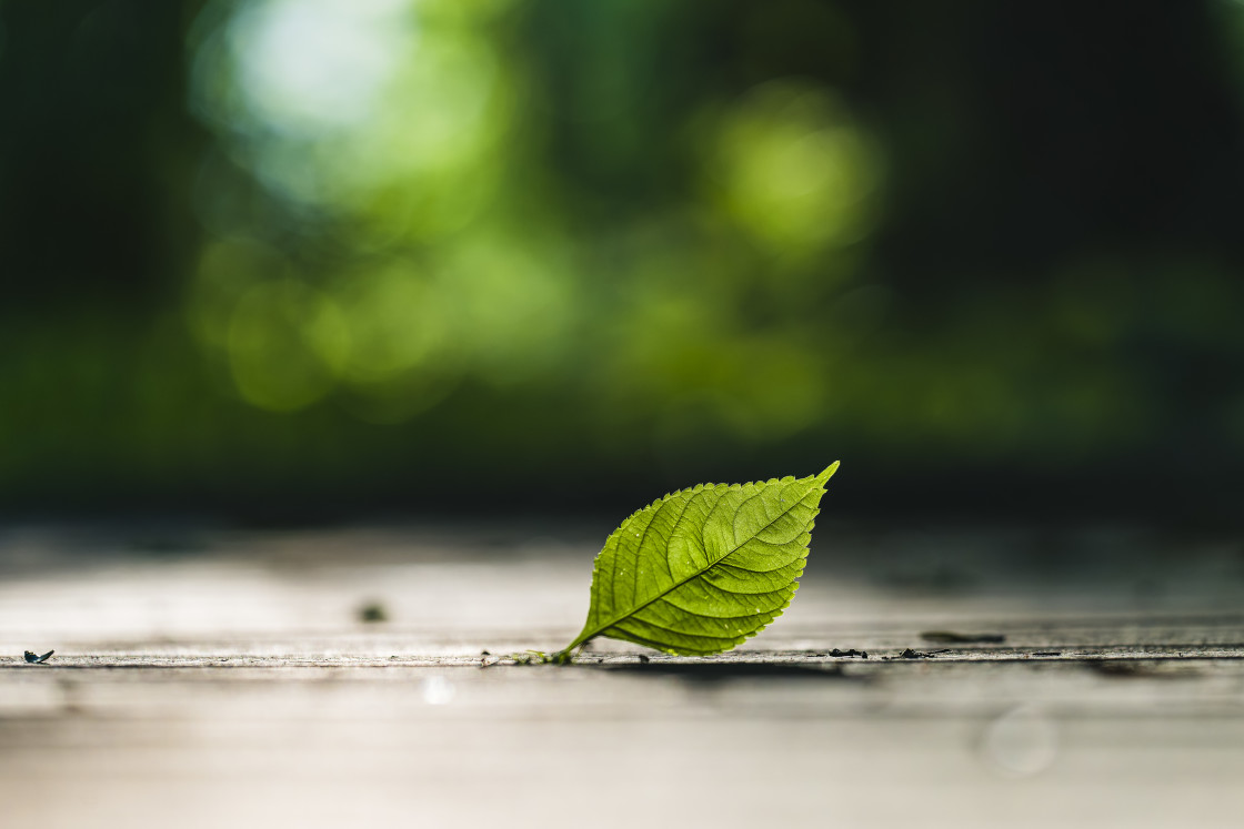 "Single green leaf on board walk" stock image