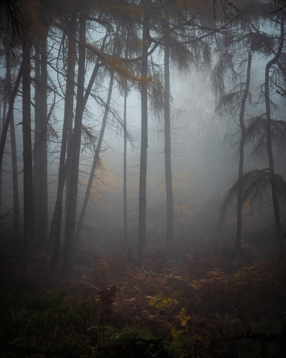 "Foggy Autumn Larch Woodland" stock image