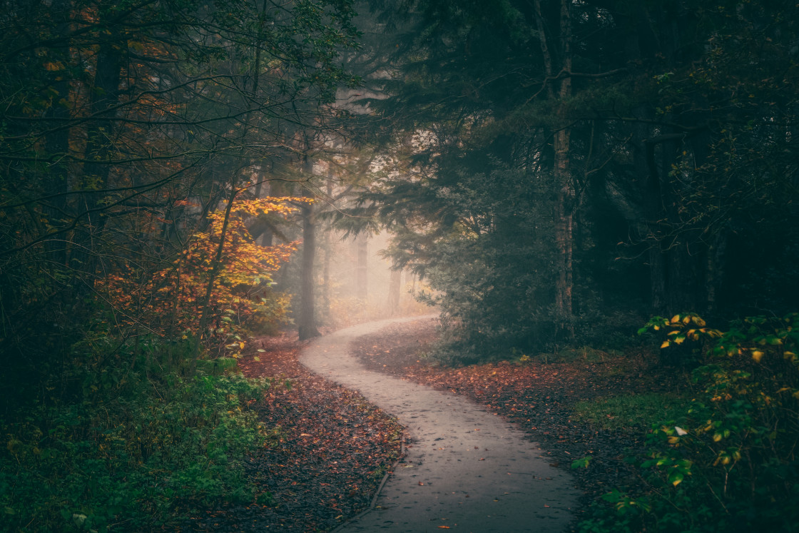 "Winding Path through Autumn Woodland" stock image