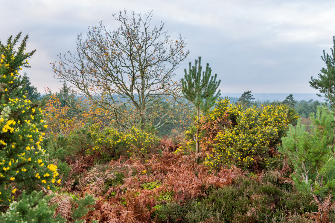 "Autumn Heathland Flora" by Gordon England - $12.55 "Autumn Heathland Flora" stock image