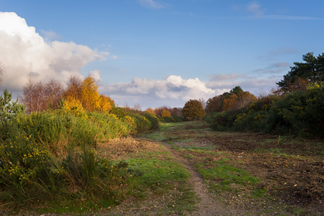 "Autumnal Sandy Hill" by Gordon England - $12.70 "Autumnal Sandy Hill" stock image