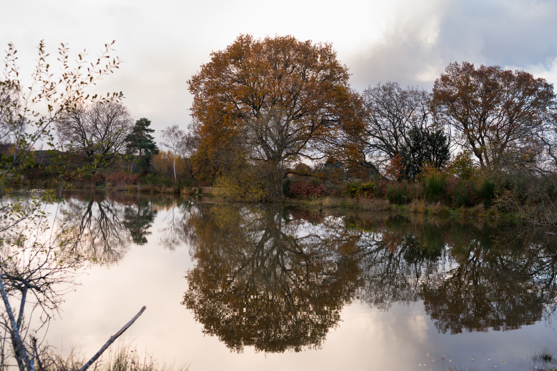 "Autumn Oak Reflection" by Gordon England - $12.59 "Autumn Oak Reflection" stock image
