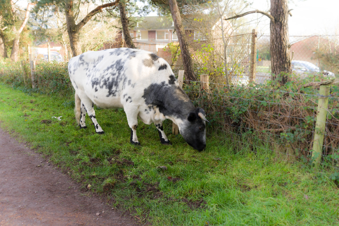 "Grazing Cow" by Gordon England - $12.63 "Grazing Cow" stock image
