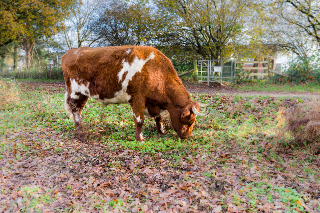"Grazing Cow" by Gordon England - $12.71 "Grazing Cow" stock image