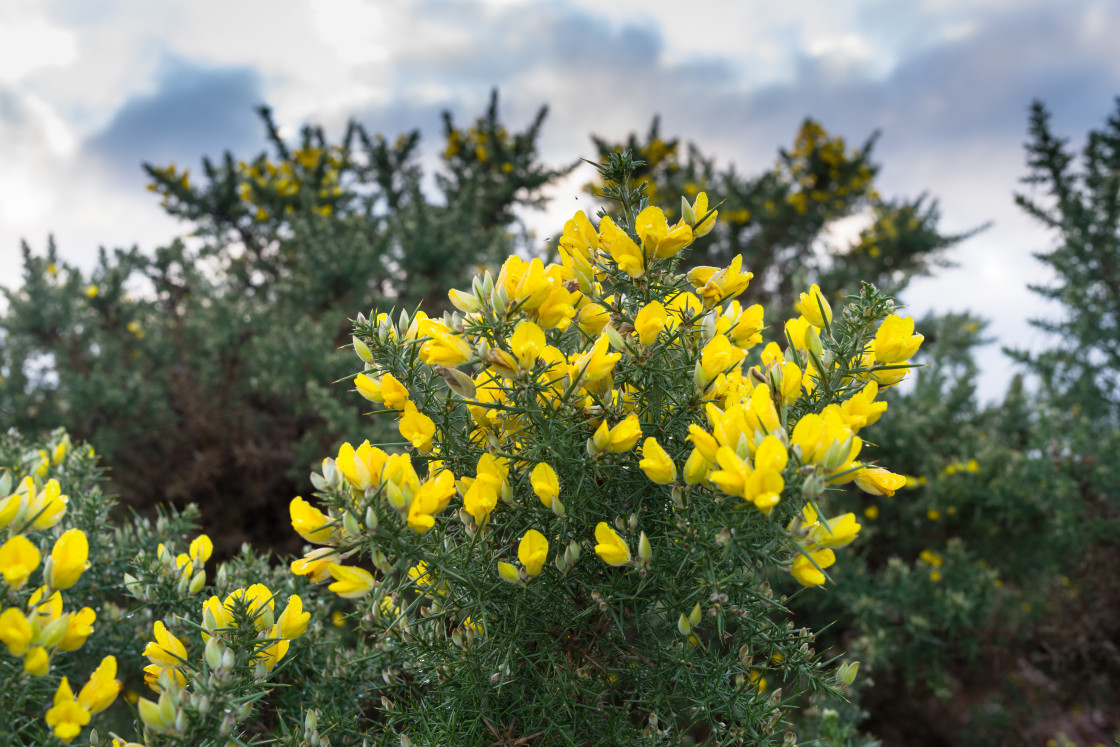 "Gorse Flower" by Gordon England - $12.69 "Gorse Flower" stock image