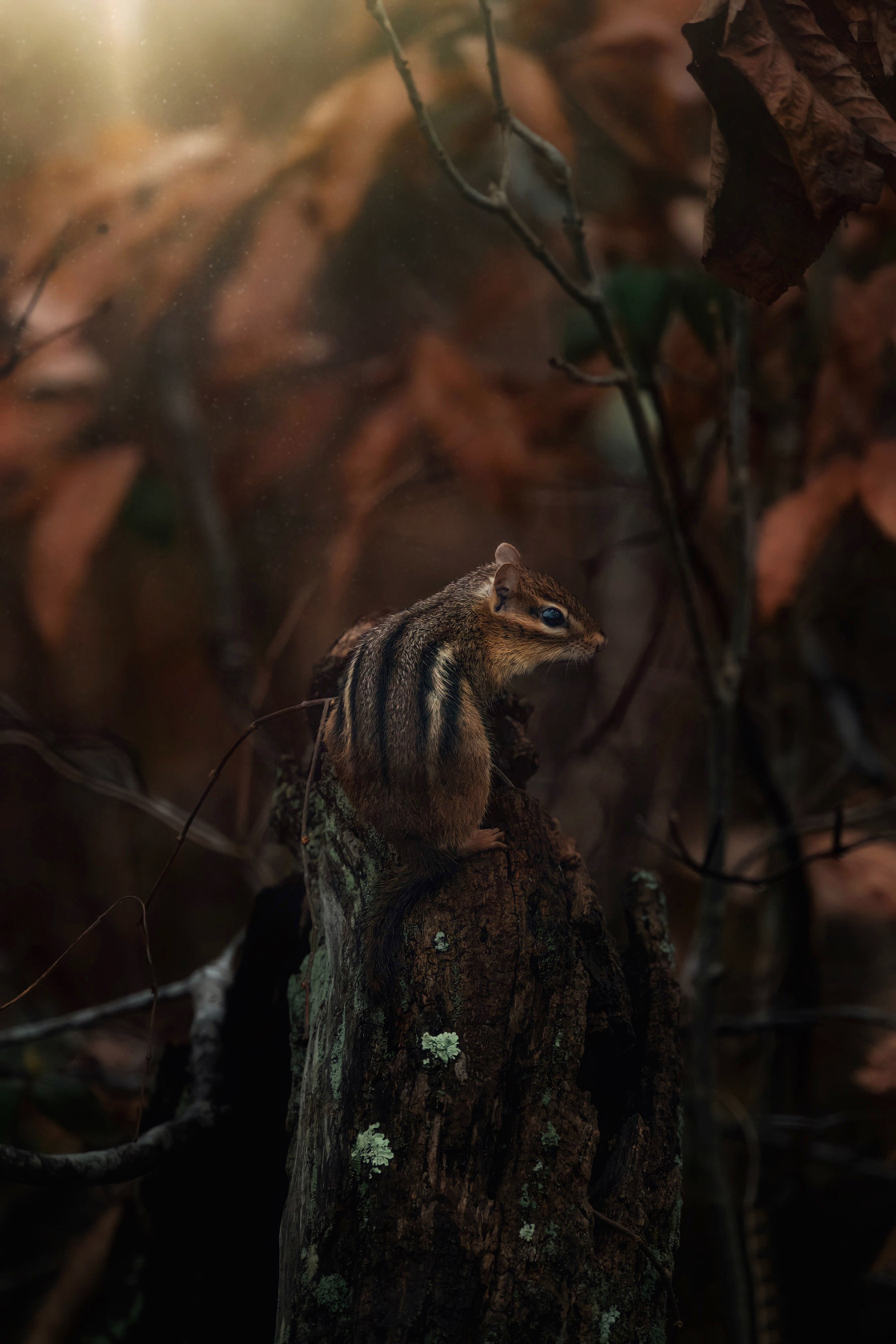 "Eastern chipmunk" stock image