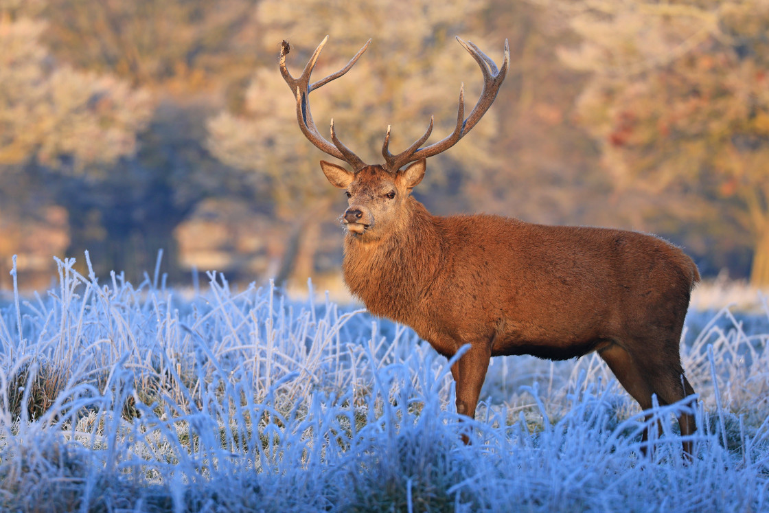 "Frosty Stag 1" stock image