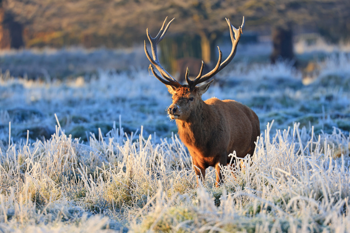 "Frosty Stag 2" stock image