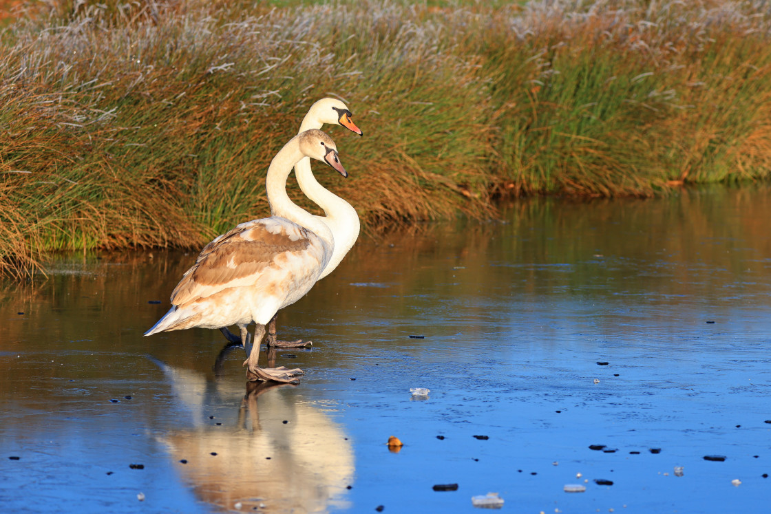 "Skating Swans" stock image