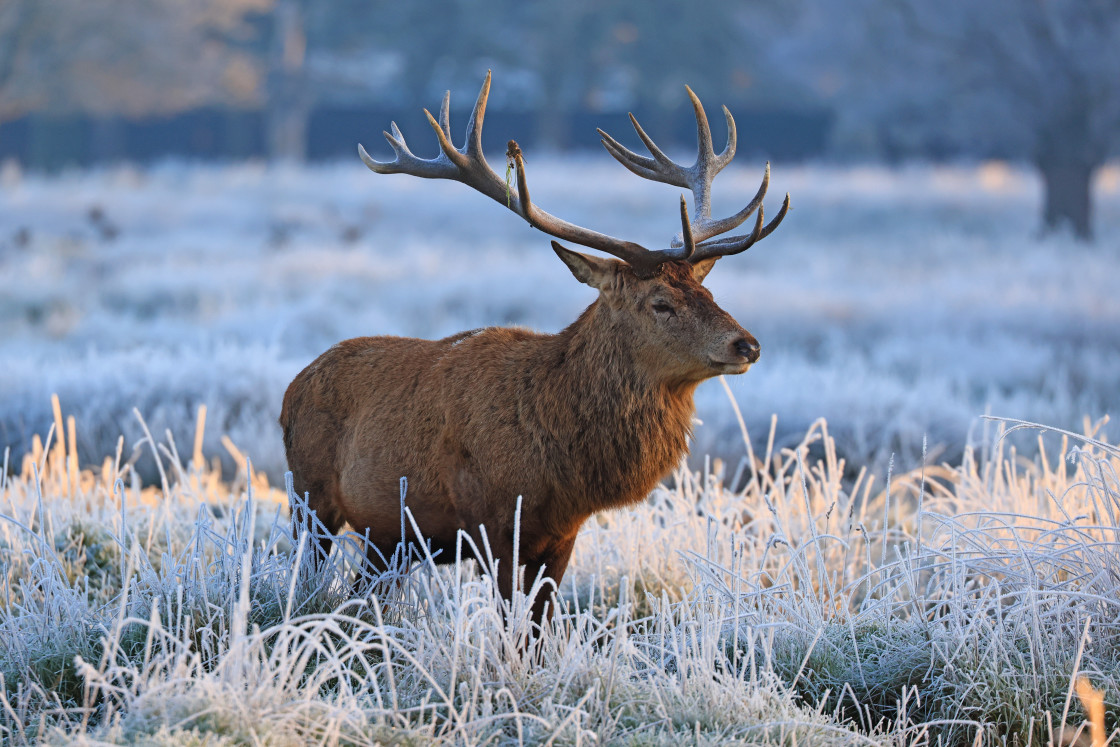 "Frosty Stag 3" stock image