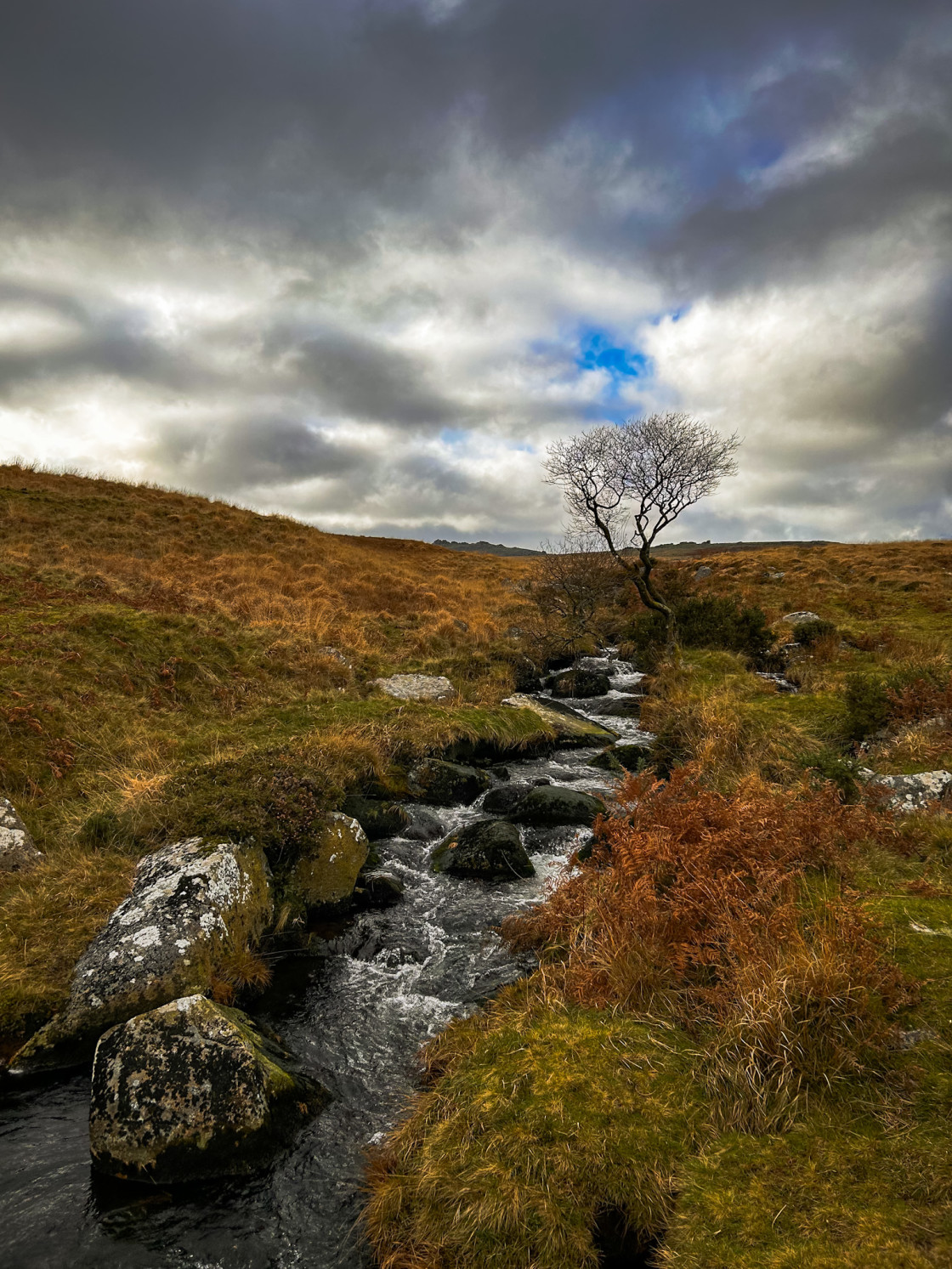 "Lone Tree ‘22 ( View 2 )" stock image