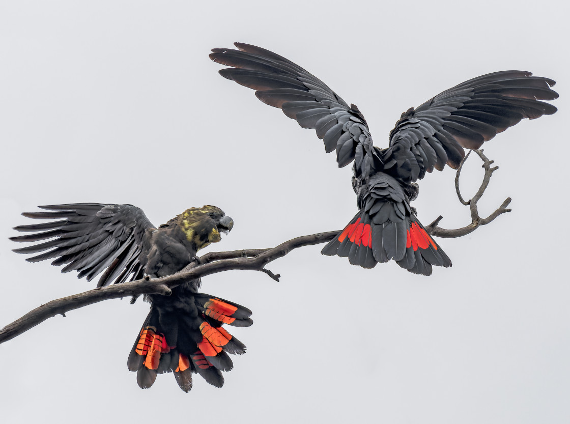 "Glossy Black Cockatoos" stock image