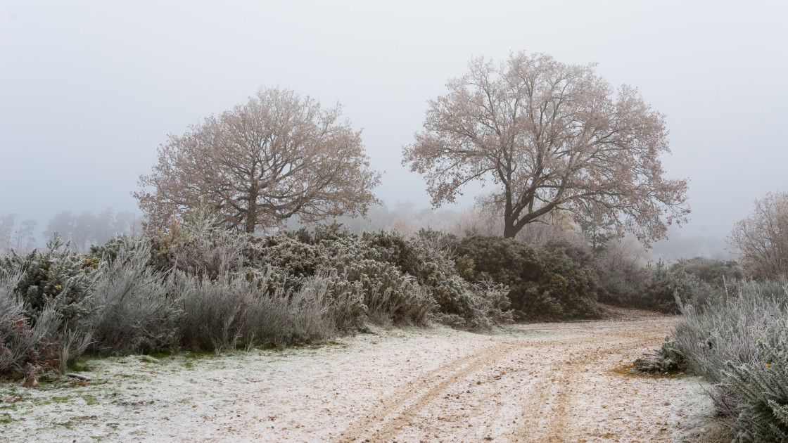 "Oak Trees on Wintery Heath" stock image