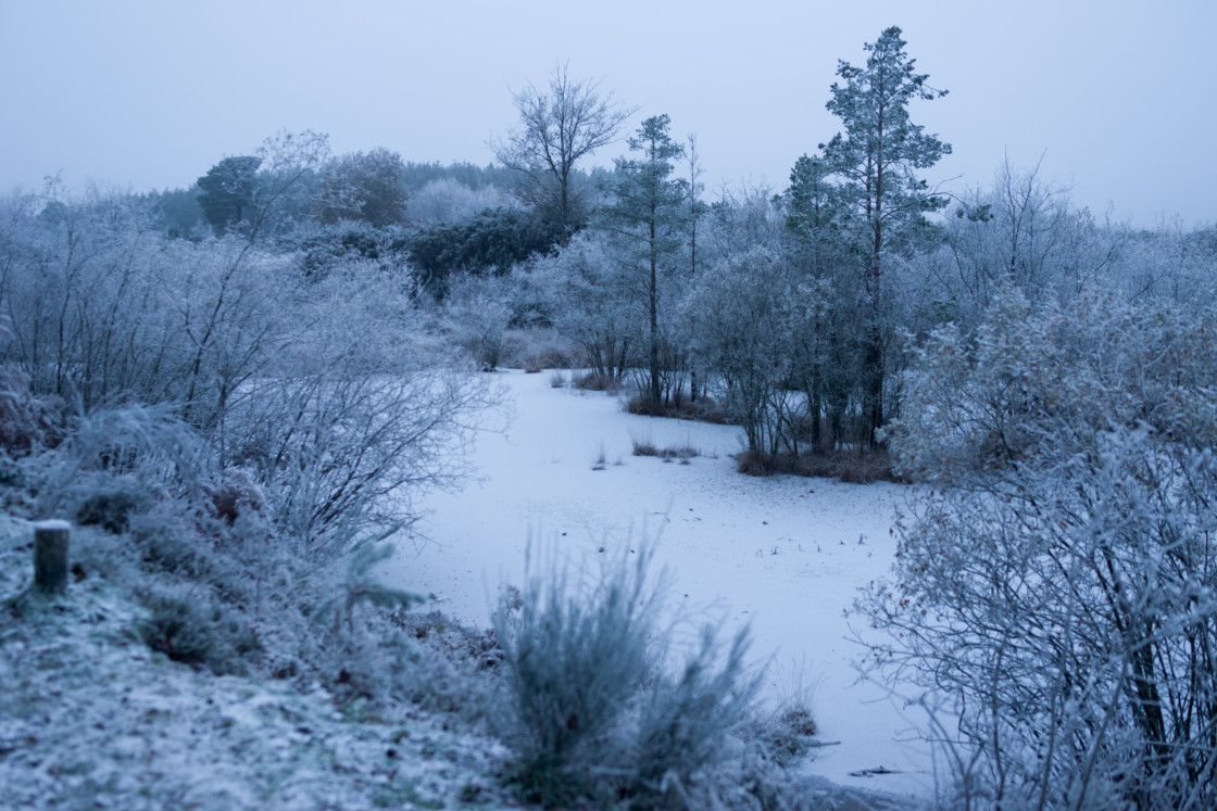 "Winter Twilight at Waterhole" stock image