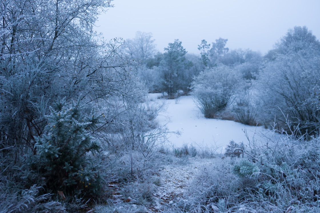 "Winter Twilight at Waterhole" stock image