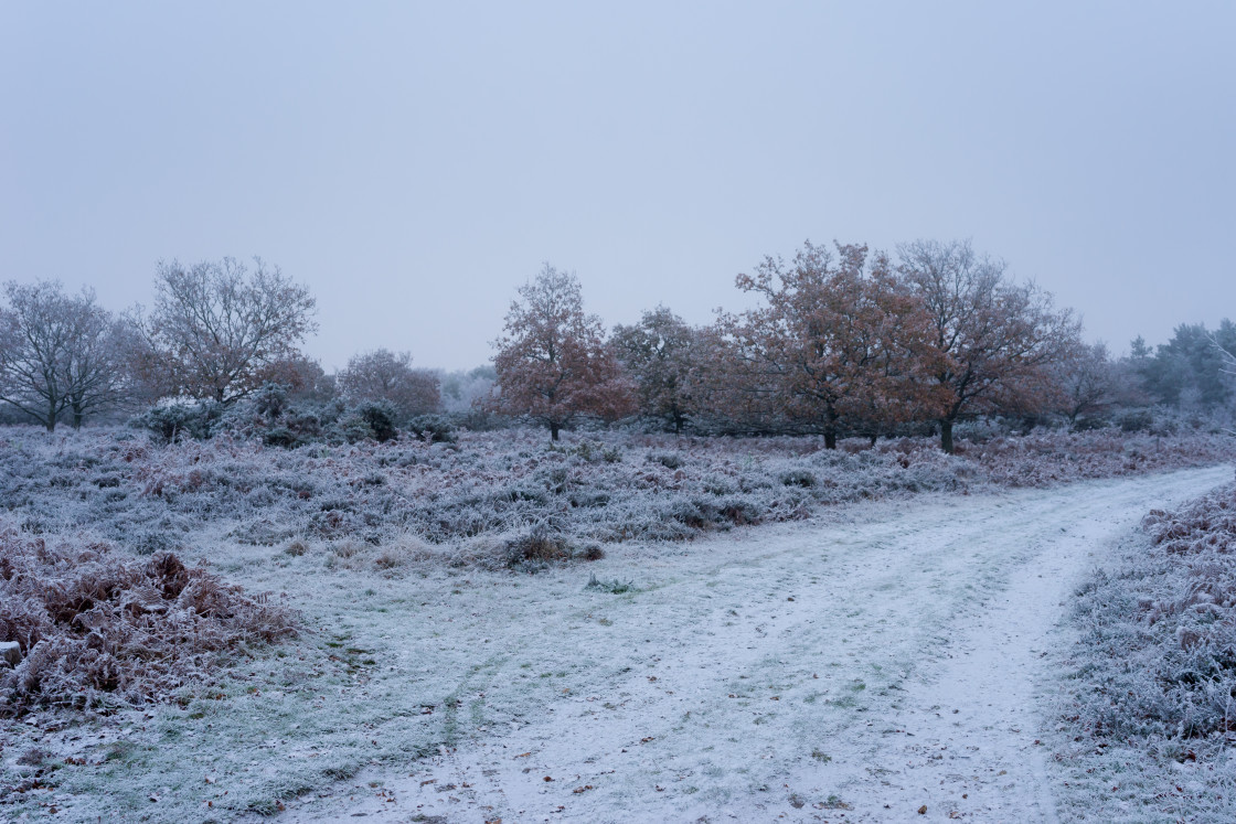 "Winter Frost Landscape" stock image